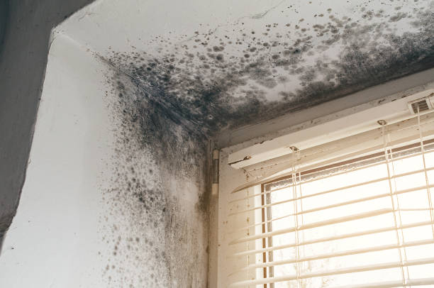 Affordable Mold Cleanup solutions in Woodstock, MD